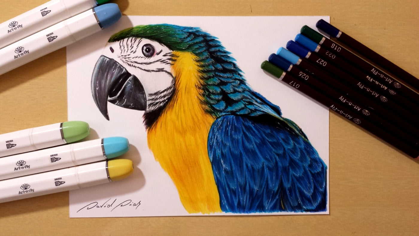 How to Draw a Parrot - A Fun and Colorful Parrot Drawing