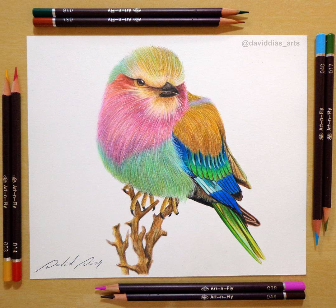 The Differences Between Colored Pencils vs. Watercolor Pencils - Art-n-Fly
